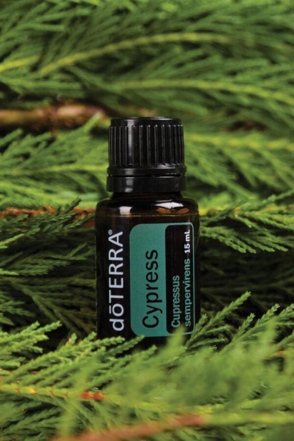 Zypressenöl - doTERRA Cypress